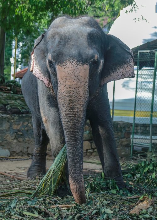 srilankatravel-7436136_1920