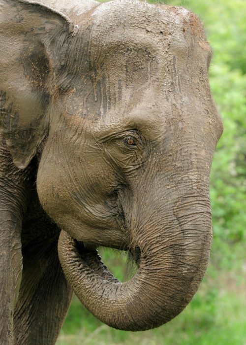 steptodown.com510079